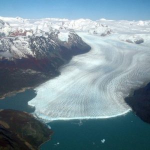 Calafate clásico