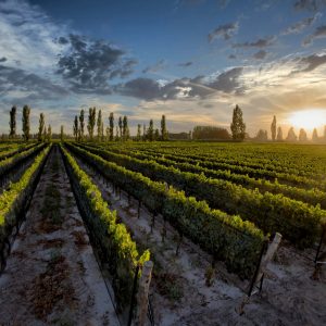 Bodegas y viñedos