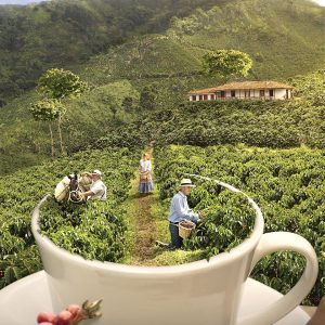Explora la zona cafetera